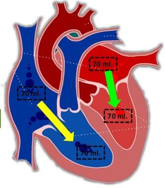 Diástole ventricular (llenado)