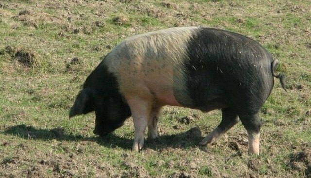 Reconocimiento de la raza Angeln Saddleback