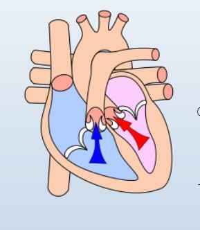 Contracción isovolumétrica