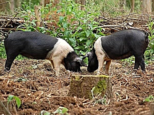 Origen de la raza Bazna