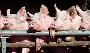 Los Inicios de la Porcicultura Mexicana