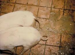 Diarrea epidemica porcina