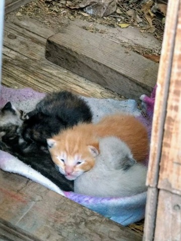 "Mi primera mascota tuvo crías"