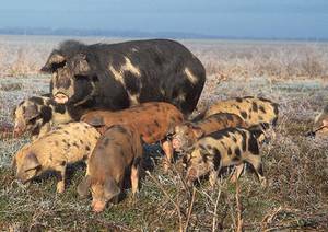 Inicios de la raza Turopolje