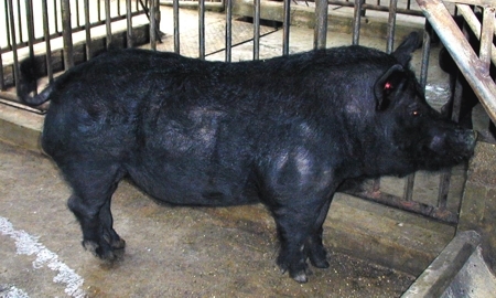 Introducción de la raza Aguh