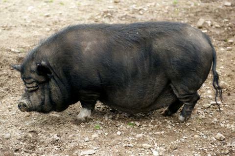 Origen de la raza Vietnamese Potbelly