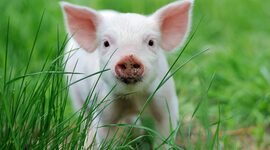 Timeline: Antecedentes Históricos de los Cerdos