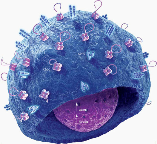 Monoclonal antibody (MAb)