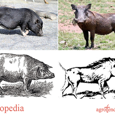 Timeline: Antecedentes históricos del cerdo