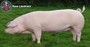 Europa-Raza Landrace