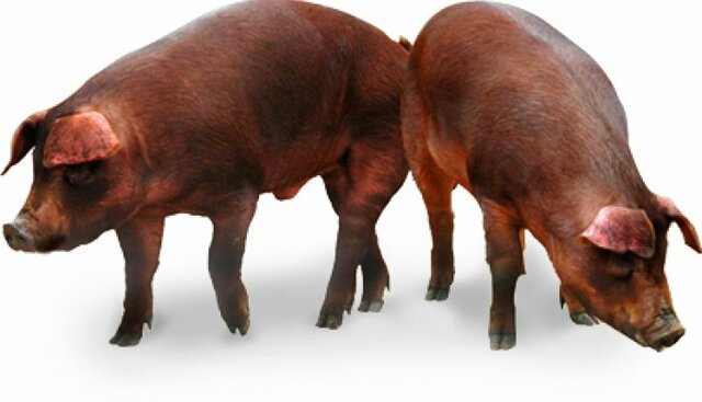 American Duroc fundación