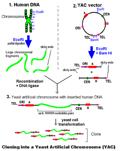Yeast Artificial Chromosomes