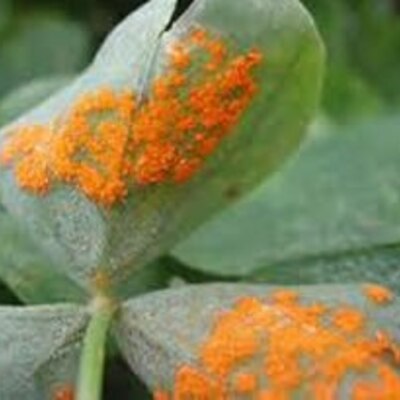 Timeline: Historia de la Fitopatología