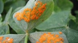 Timeline: Historia de la Fitopatología