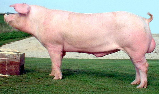 Chester Whiter se origino en EE.UU