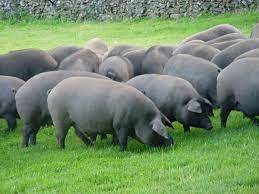 Cerdo en poblaciones Españolas