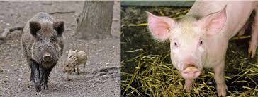Cerdo Domestico