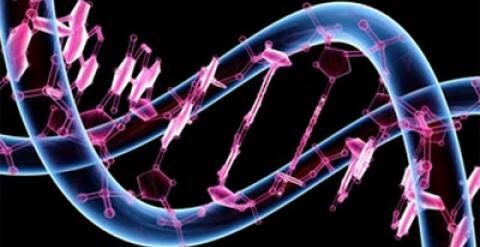 Función del ADN basura.