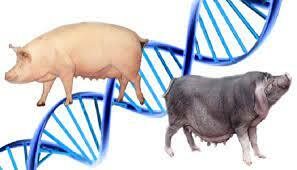 Creación de la Razas