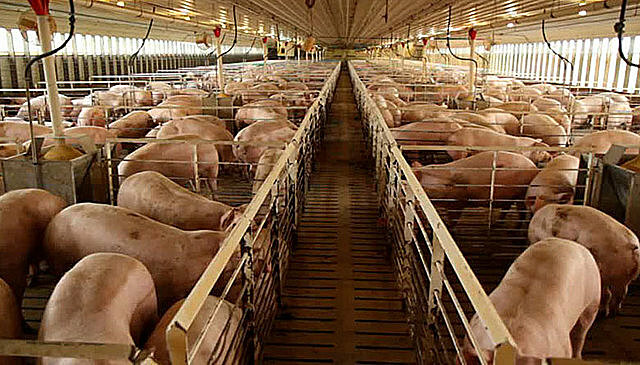 Inicia la porcicultura industrializada