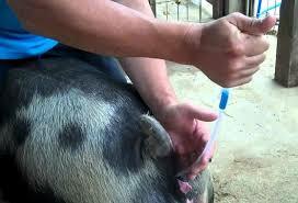 Inseminación artificial