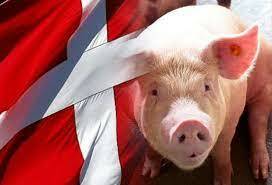 Mejoramiento de raza en Dinamarca