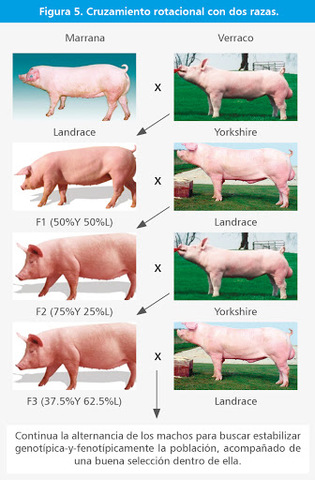 Se crean cruzamientos F1 para heterosis