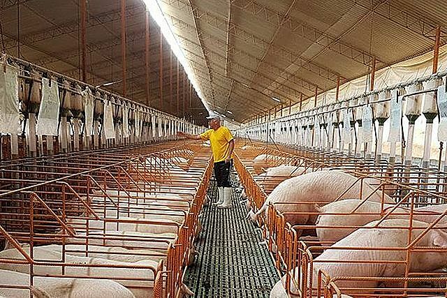 Actualmente la porcicultura