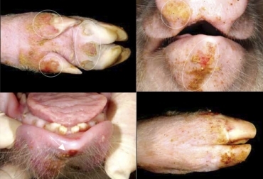 Enfermedad de Fiebre Aftosa