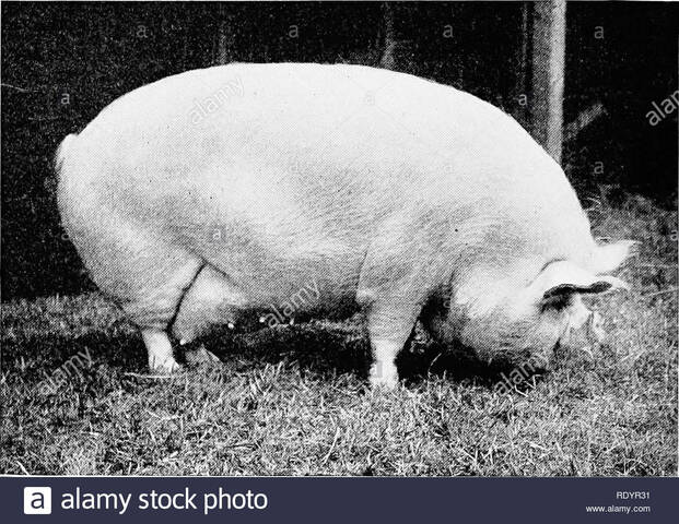 Auge del cerdo tipo grasa en el mundo