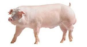 Mejoramiento del Cerdo