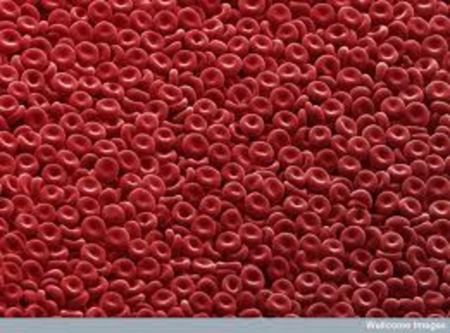 Blood Cells Discovered