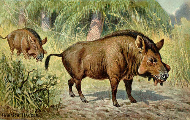El cerdo (Sus scrofa domestica)