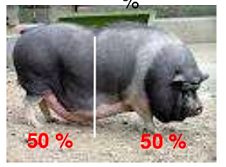 Anatomía del cerdo domesticado (grasa)