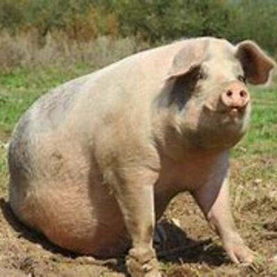 Timeline: EVOLUCIÓN DEL CERDO