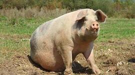 Timeline: EVOLUCIÓN DEL CERDO