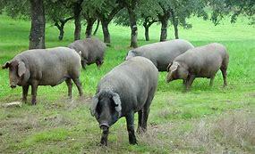 Se introdujo a Colombia