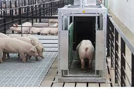 Se crearon centros de investigación dedicadas a la crianza, alimentación y selección de ganado porcino