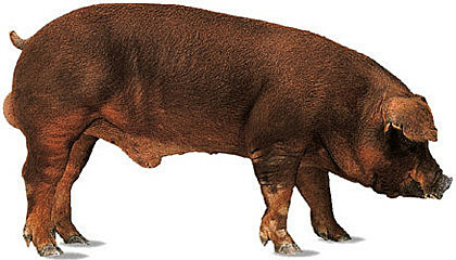 Origen de la raza Duroc