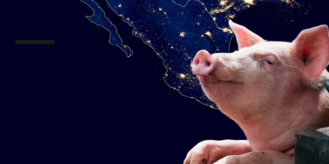 Primeras noticias de la presencia del Cerdo en México