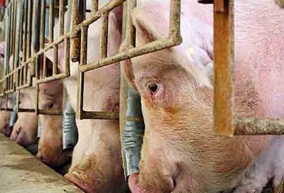 Repercusión de los acuerdos realizados por el gobierno mexicano a través del Tratado de Libre Comercio