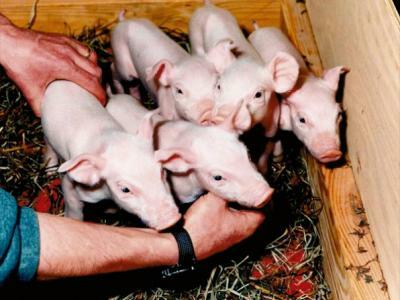 Nacimiento de Millie, Christa, Alexis, Carrel y Dotcom, los cinco primeros cerdos clónicos del mundo.