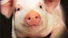 Timeline: EVOLUCION DEL CERDO - Paola Martínez Madrigal. 182C-24237