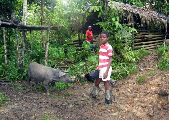 Disminución de razas mexicanas