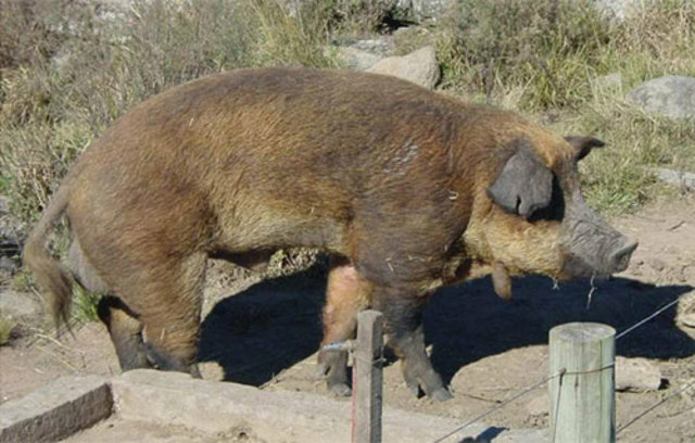 Introducción del cerdo a Argentina y Uruguay