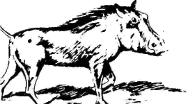 Timeline: Origen del Cerdo