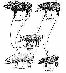 División de cerdos en 3 grupos