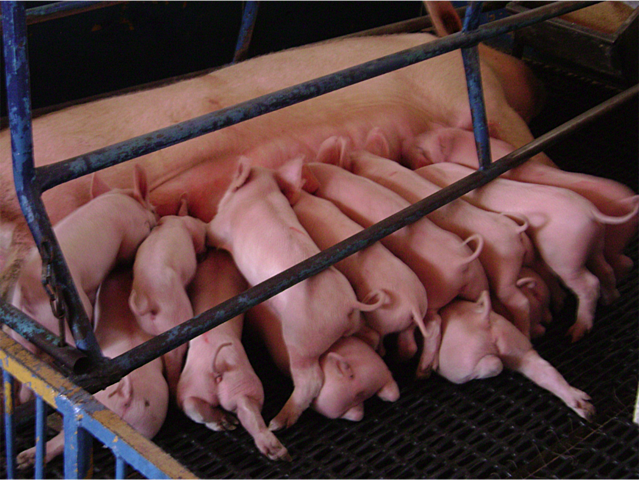 Genética: Variación de camada