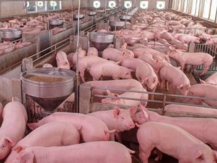 Población de cerdos