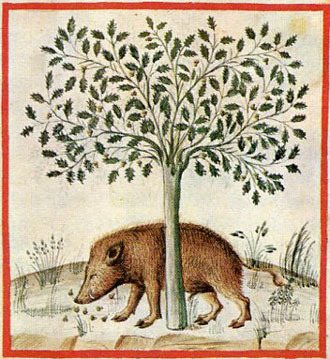 División de cerdos en 3 grupos